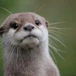 Own an Otter