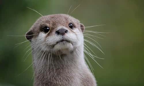 Own an Otter