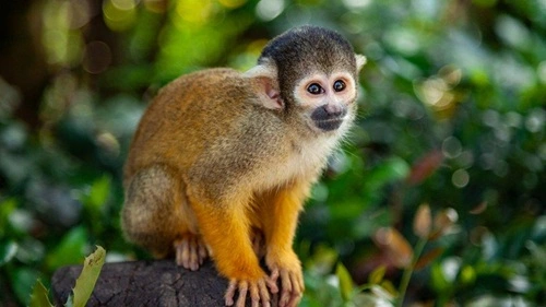 Own a Monkey