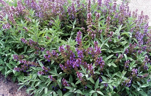 Salvia 