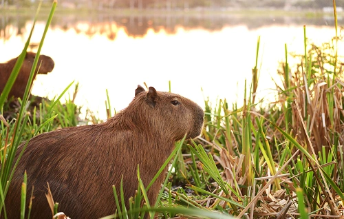 Own a Capybara