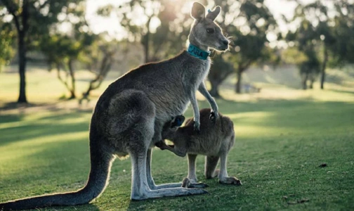 Own a Kangaroo