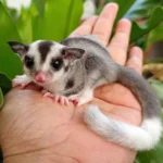 Sugar Gliders