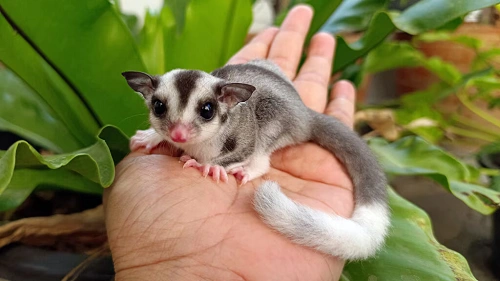 Sugar Gliders
