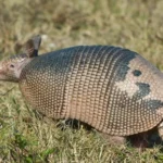 Kill Armadillos