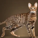 Savannah Cats