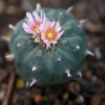 Peyote