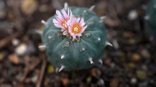 Peyote