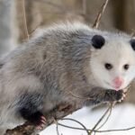 Possum