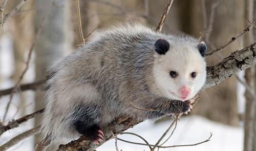 Possum