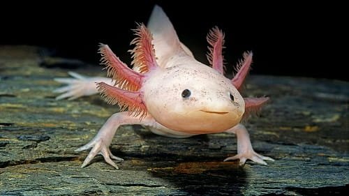 Axolotls 